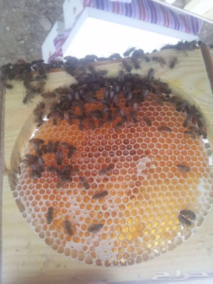 عسل السدر وعسل الطلح الصافي وشمع (image 5)