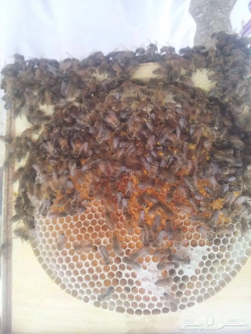 عسل السدر وعسل الطلح الصافي وشمع (image 7)