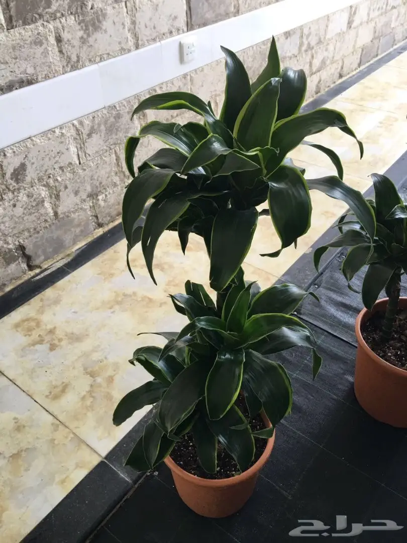 شتلات زراعية ونباتات زينة ونجيلة طبيعية للبيع (image 2)