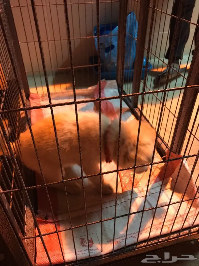 جرو بلجيكي ناصع الابيض - فرصة لا تُفوّت!