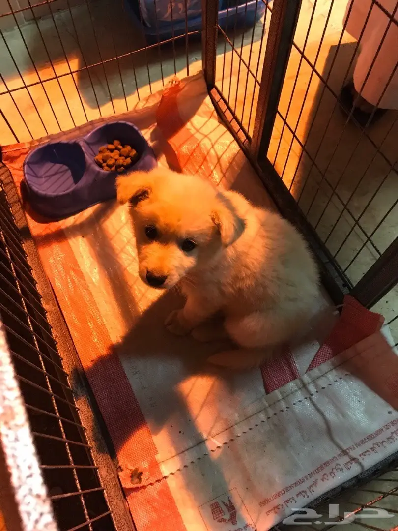 جرو بلجيكي ناصع الابيض - فرصة لا تُفوّت! (image 1)