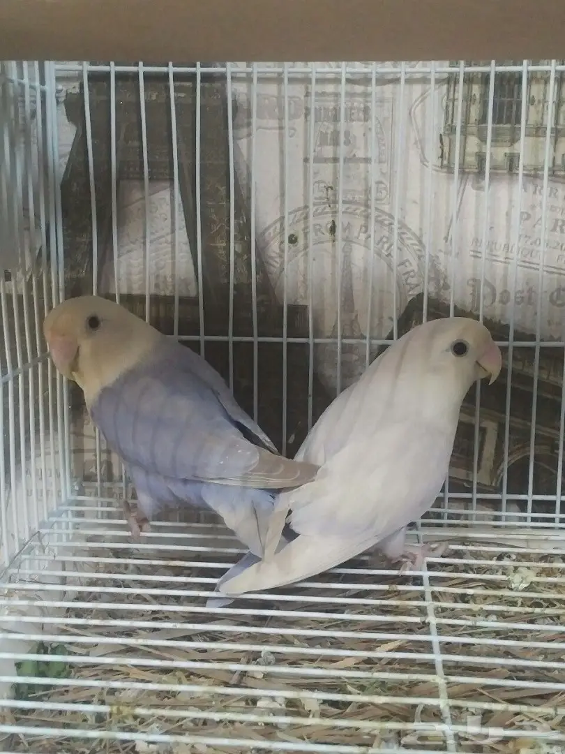 جوز روز منتج (image 1)