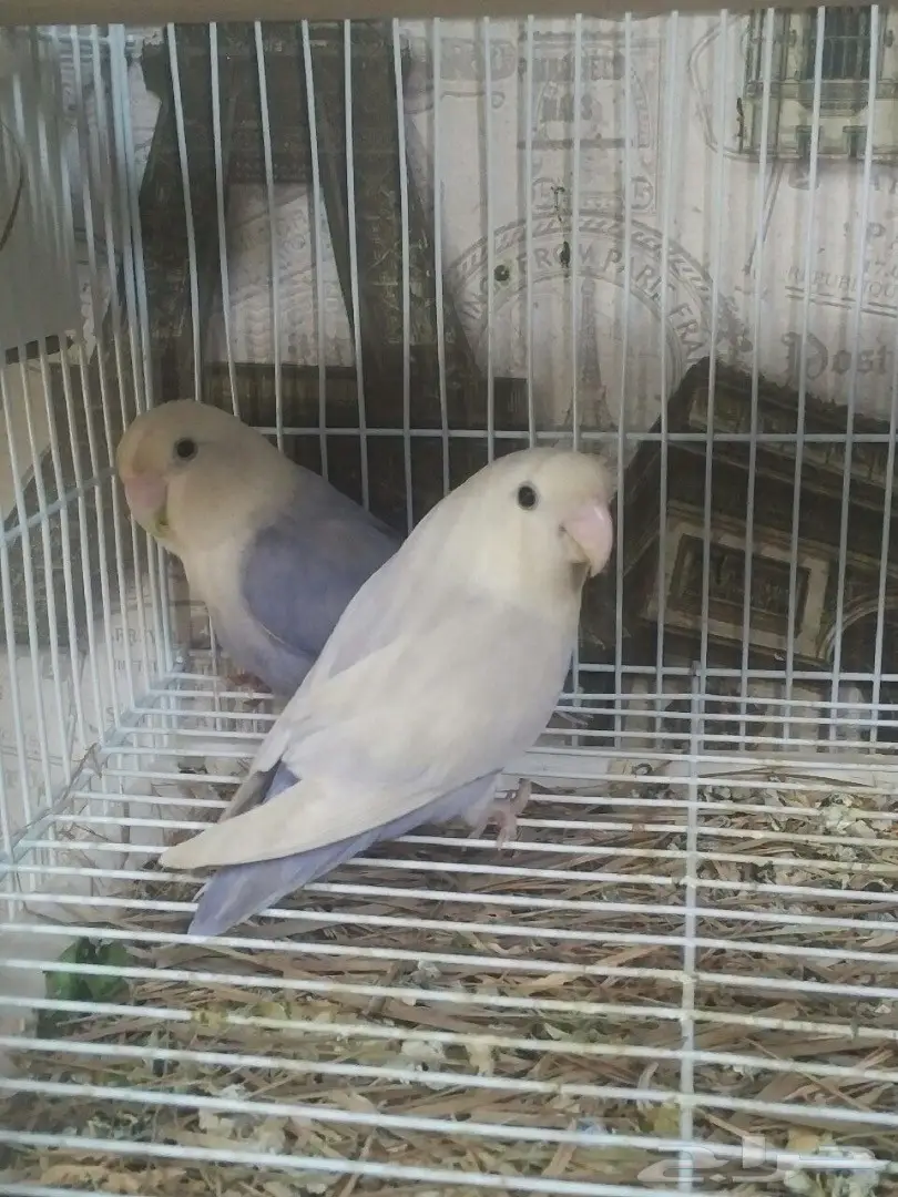 جوز روز منتج (image 2)