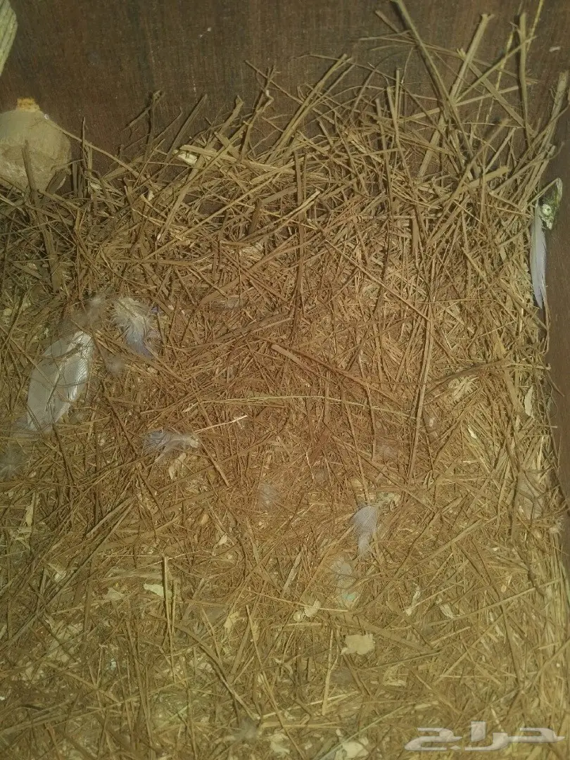 جوز روز منتج (image 3)