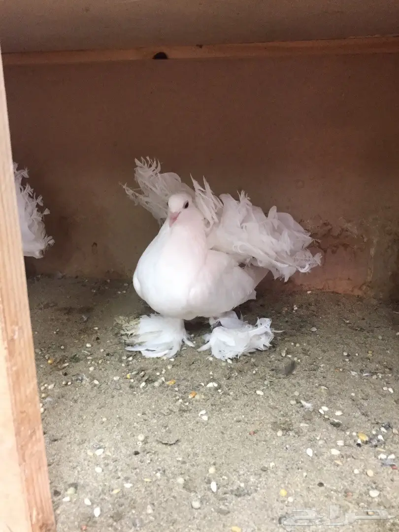 زوج رقاص هندي معه فرخ (image 1)