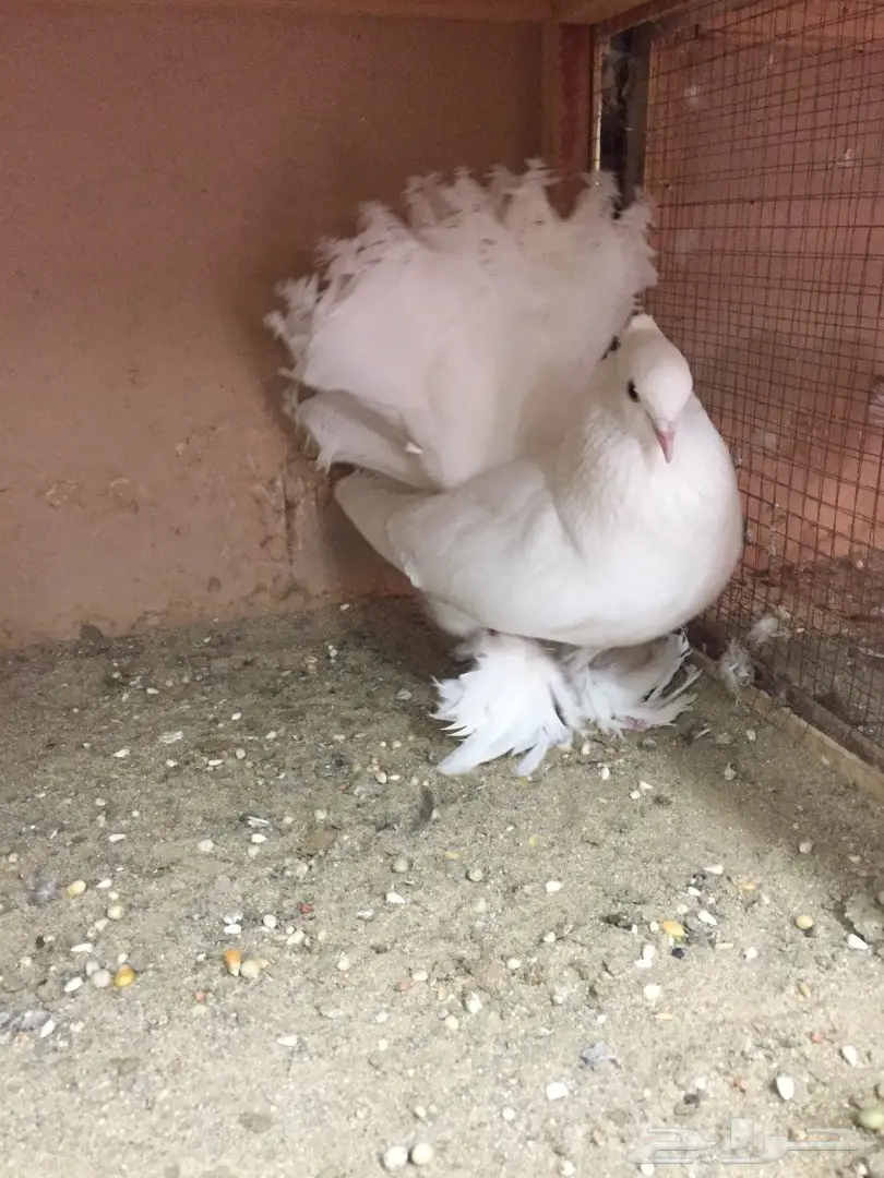 زوج رقاص هندي معه فرخ (image 5)