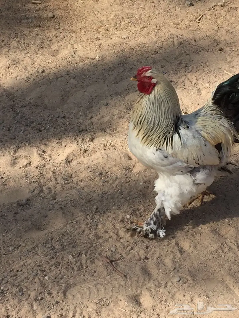 ديك براهما. اصل 