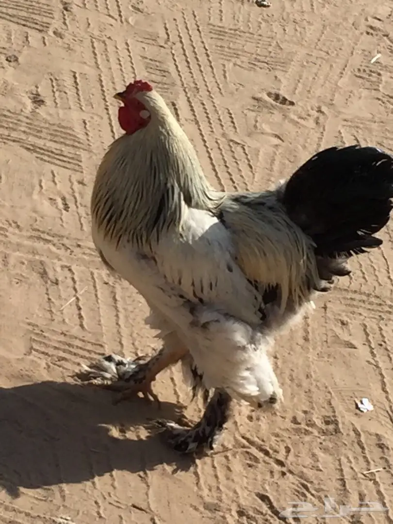 ديك براهما. اصل  (image 2)