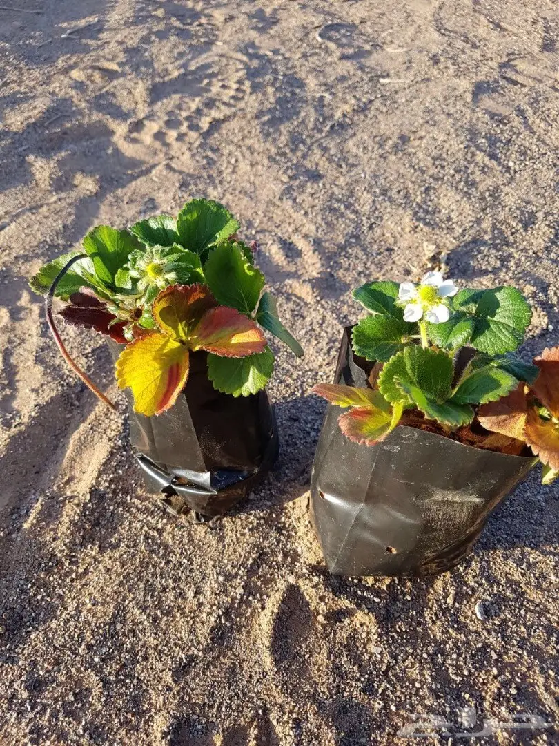 شتلات فراولة للبيع بمحافظة الغزالة 