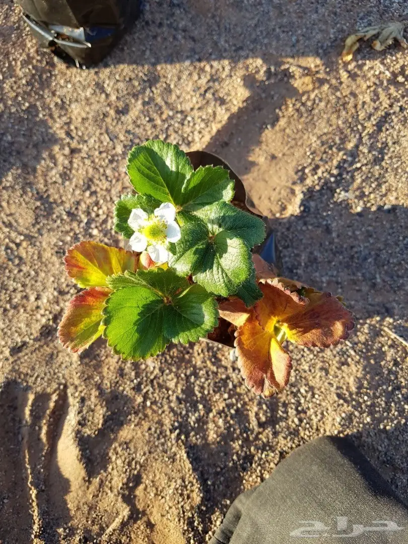 شتلات فراولة للبيع بمحافظة الغزالة  (image 1)