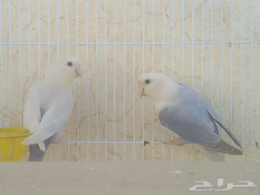 جوز روز منتج