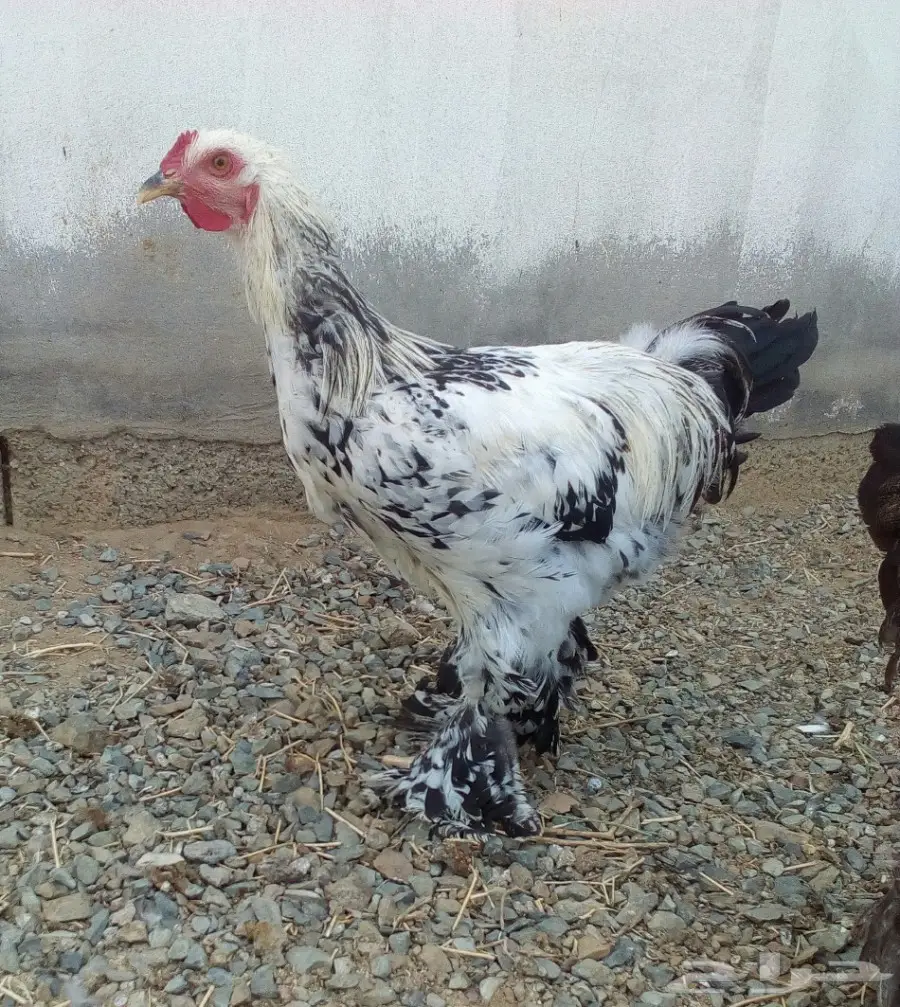 ديكين براهماء كولمبي (image 2)