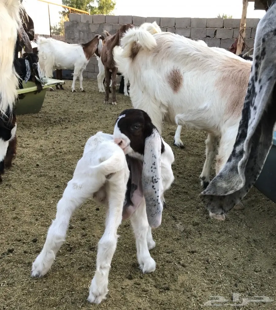 عنز والد صفراء جمة معها جفرة (image 1)