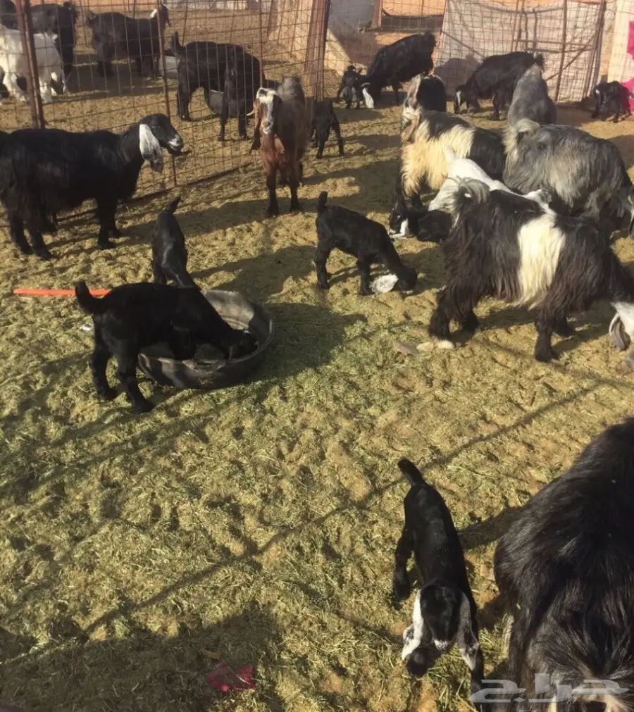 معزا مولدة (image 2)