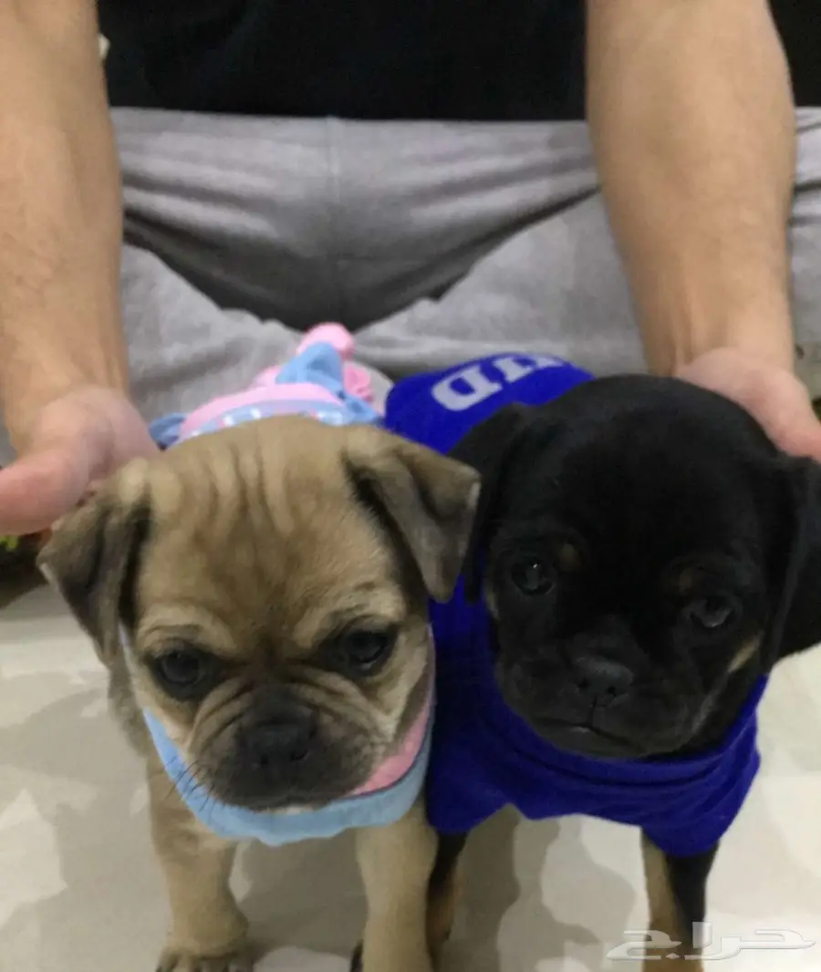 كلبين بق للبيع 