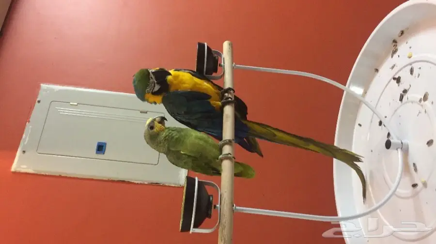 ببغاء ماكاو اليف جدا 