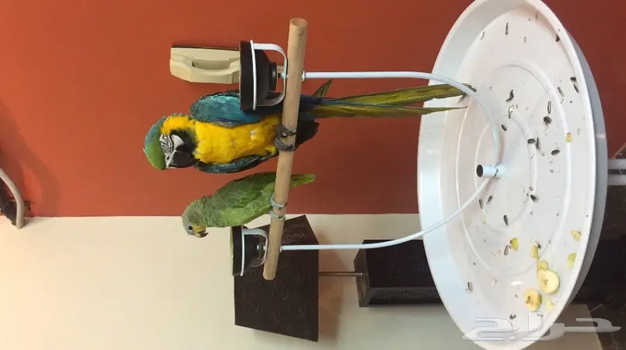 ببغاء ماكاو فريد من نوعه - فرصة لا تعوض! (image 2)