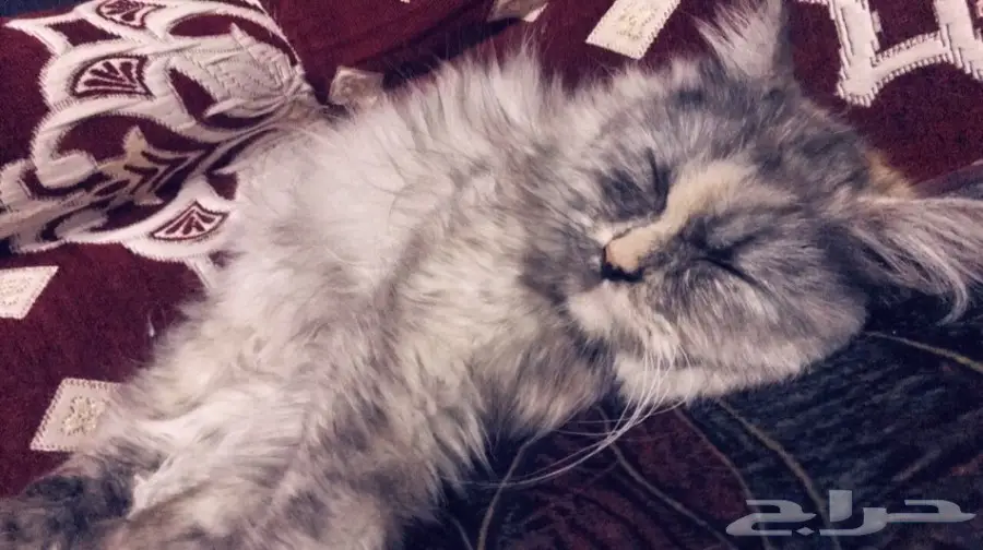 قطة للتزاوج.