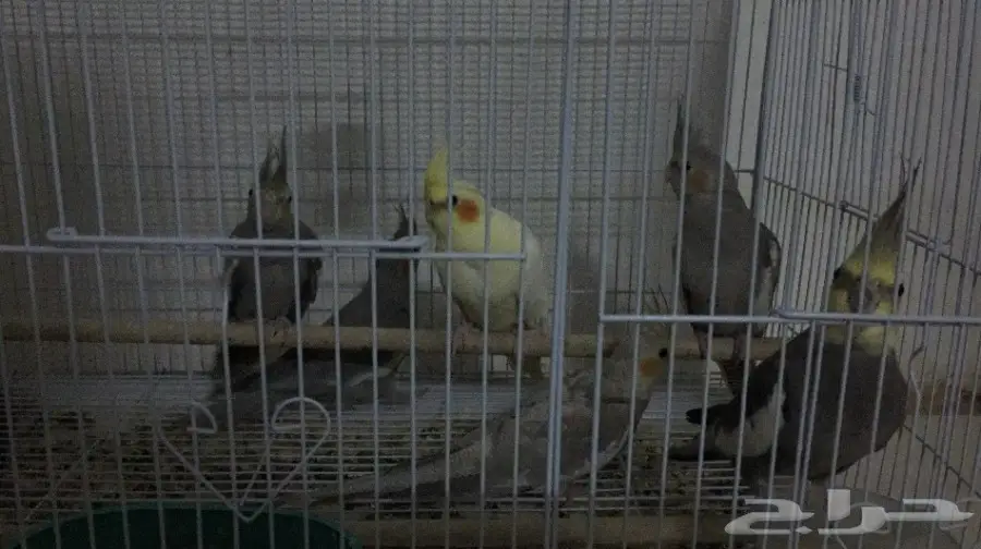 جوزين كروان انتاج السوم 1800 الجوزين نظاف مره