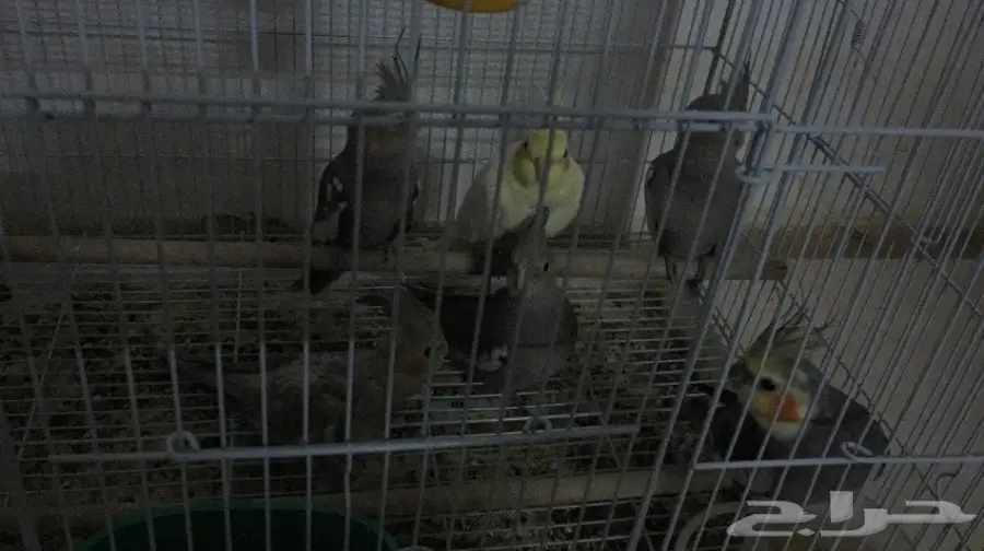 جوزين كروان انتاج السوم 1800 الجوزين نظاف مره (image 1)