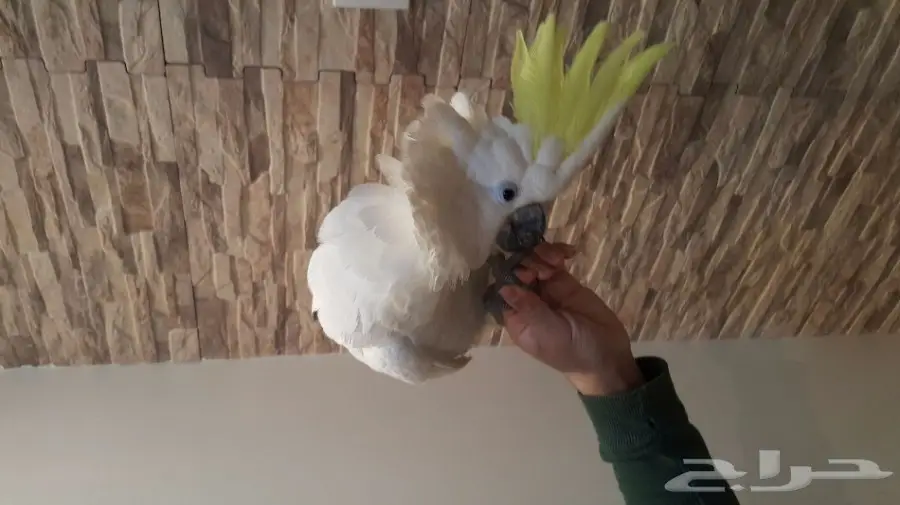 للبيع ببغاء كوكاتو 