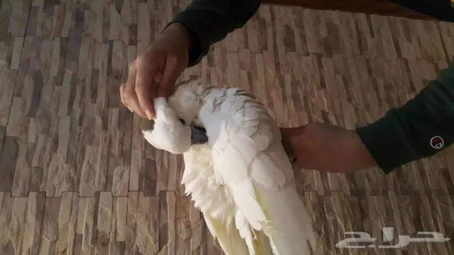 للبيع ببغاء كوكاتو  (image 1)