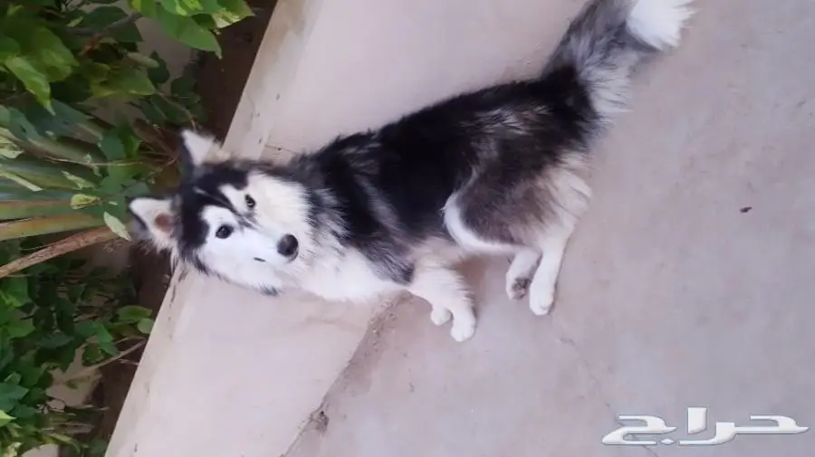 كلب هاسكي ذكي وعطيف للتلقيح (image 1)