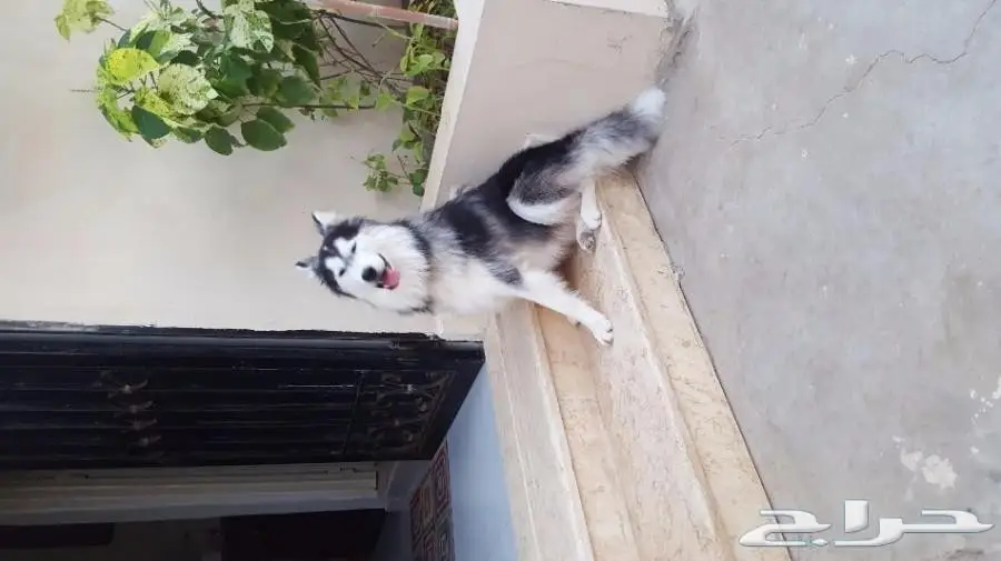 كلب هاسكي ذكي وعطيف للتلقيح (image 2)