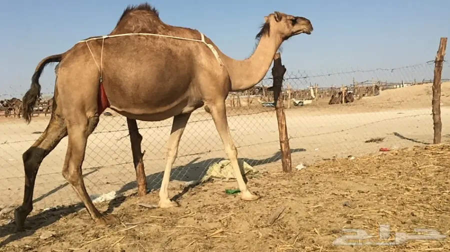 خلفه حمراء ديد طيب وحليب  تحتها قعود (image 1)