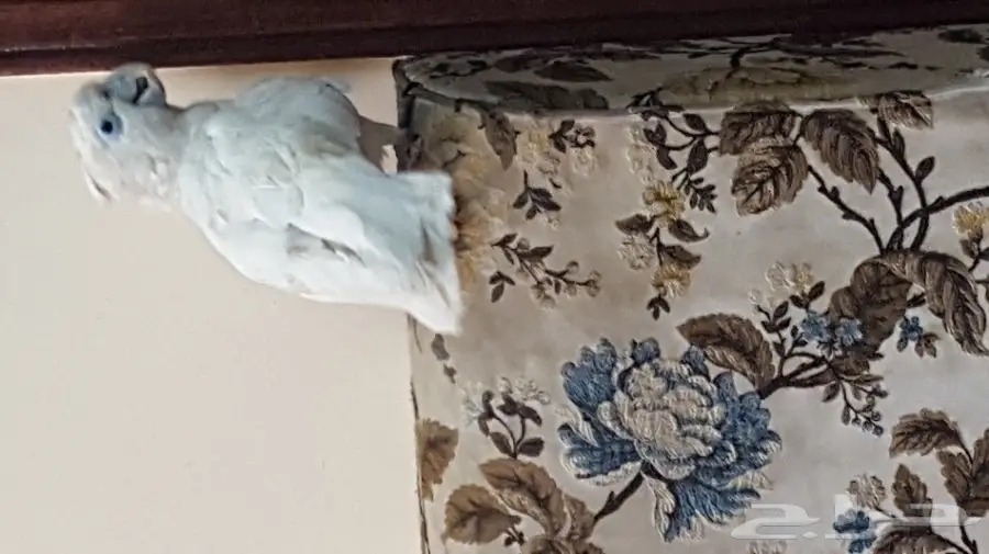 كوكاتو (image 3)