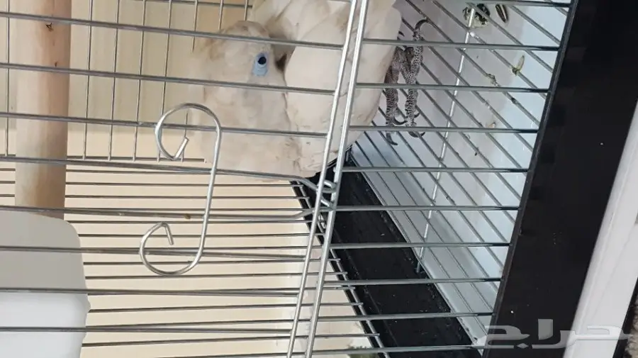 كوكاتو (image 4)