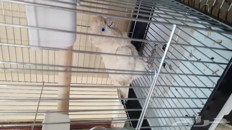 كوكاتو (image 5)