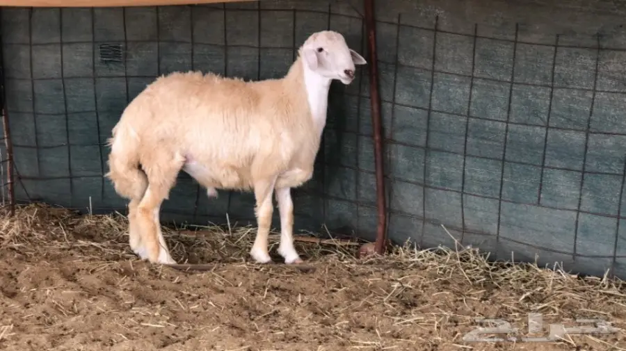 مشروع فحل صنف