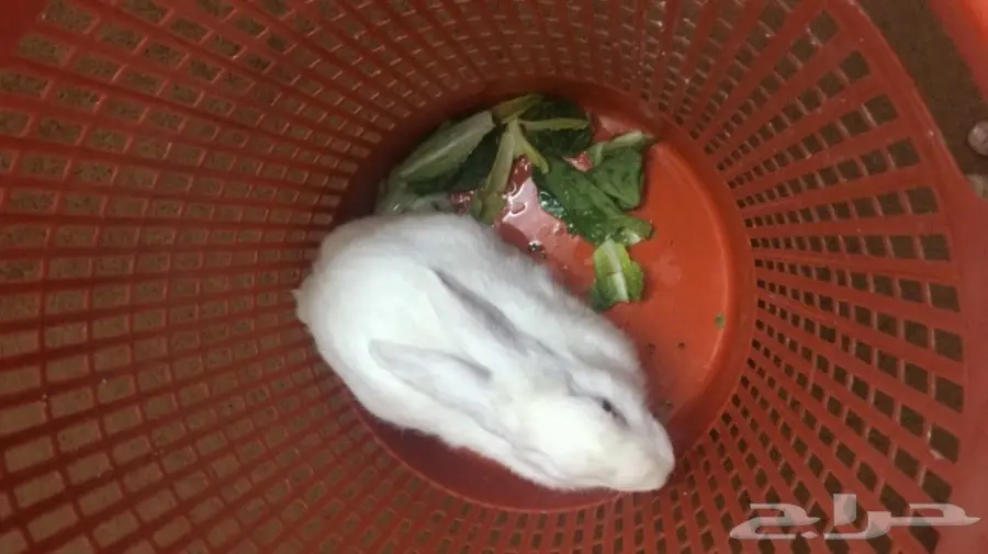 ارنب فرنسي للبيع