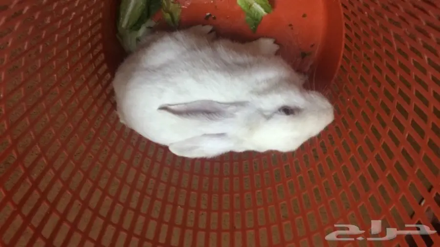 ارنب فرنسي للبيع (image 1)