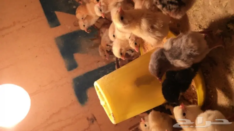 صيصان بلدي (image 1)