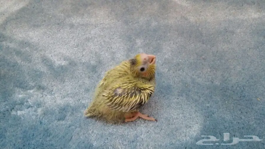 للبيع فروخ ببغاء كروان لاتينو وفراشه