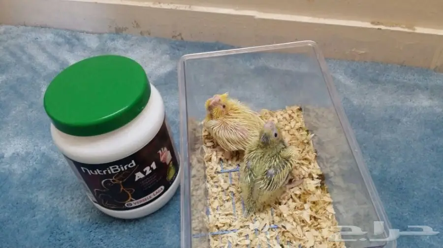 للبيع فروخ ببغاء كروان لاتينو وفراشه (image 1)