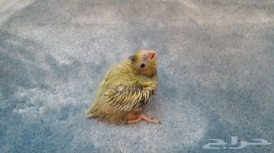 للبيع فروخ ببغاء كروان لاتينو وفراشه (image 2)