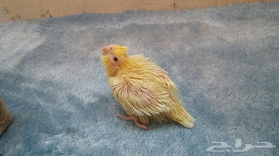 للبيع فروخ ببغاء كروان لاتينو وفراشه (image 3)