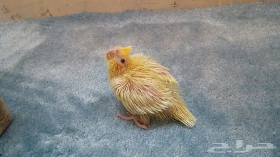 للبيع فروخ ببغاء كروان لاتينو وفراشه (image 4)