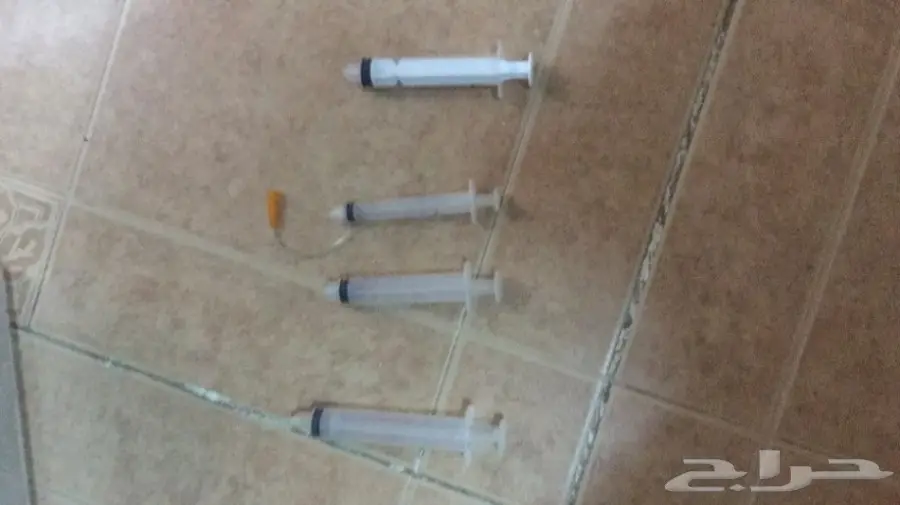 ابغا ببغاء او فرخ لتبني او البيع  (image 6)