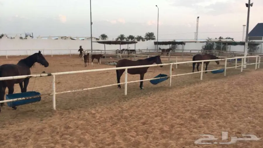 ايواء الرمك والامهار في الجنادرية  (image 3)