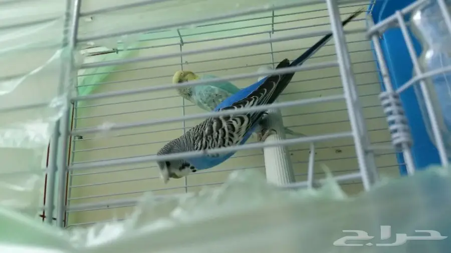 4 اجواز بادجي لاتينو و كرست وهولندي أصلي ب350