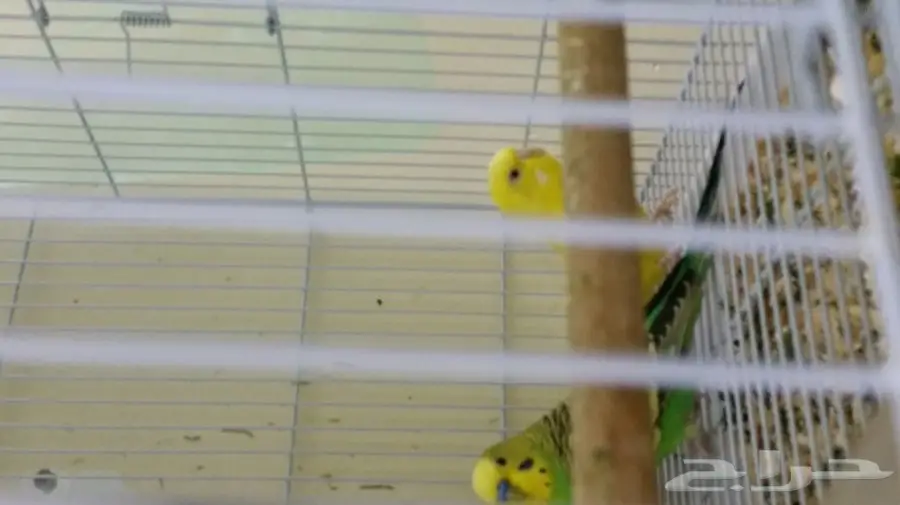 4 اجواز بادجي لاتينو و كرست وهولندي أصلي ب350 (image 1)