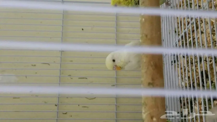 4 اجواز بادجي لاتينو و كرست وهولندي أصلي ب350 (image 2)