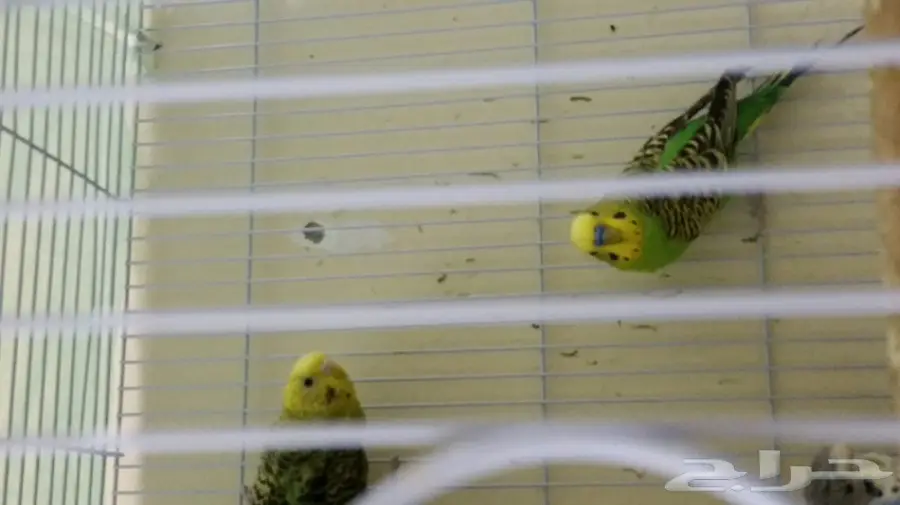 4 اجواز بادجي لاتينو و كرست وهولندي أصلي ب350 (image 3)