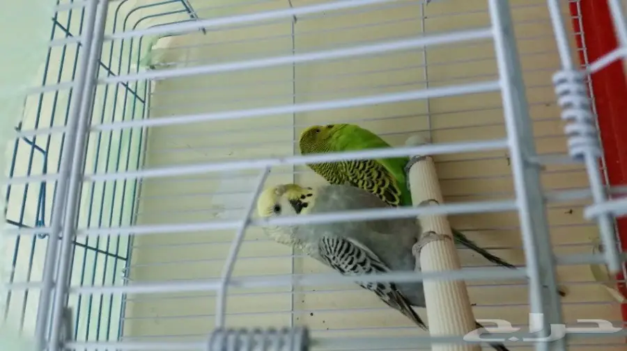 4 اجواز بادجي لاتينو و كرست وهولندي أصلي ب350 (image 4)