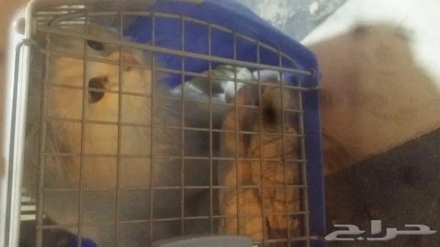 قط شرازي العمر 9 شهور