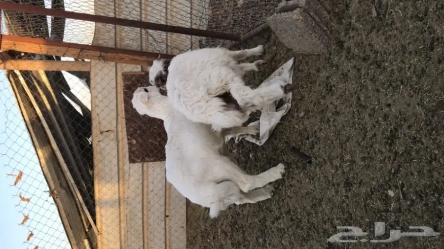 طليان لباني البيع 